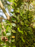 Microgramma Climber Fern Cuttings – 3 Inch Epiphytic Fern Vines for Terrariums and Indoor Growing