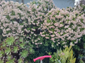 Unrooted Crassula ovata Jade Plant Cuttings – 4-6 Inch Succulent Branches for Propagation, Houseplant, Container Gardening