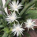 White Epiphyllum hookeri Strictum Orchid Cactus Cuttings Set of 4 for Rooting and Propagation