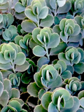 Lavender Scallops Kalanchoe Plants – 3 Rooted Succulents, 6+ Inches, Kalanchoe fedtschenkoi, Indoor & Outdoor Care