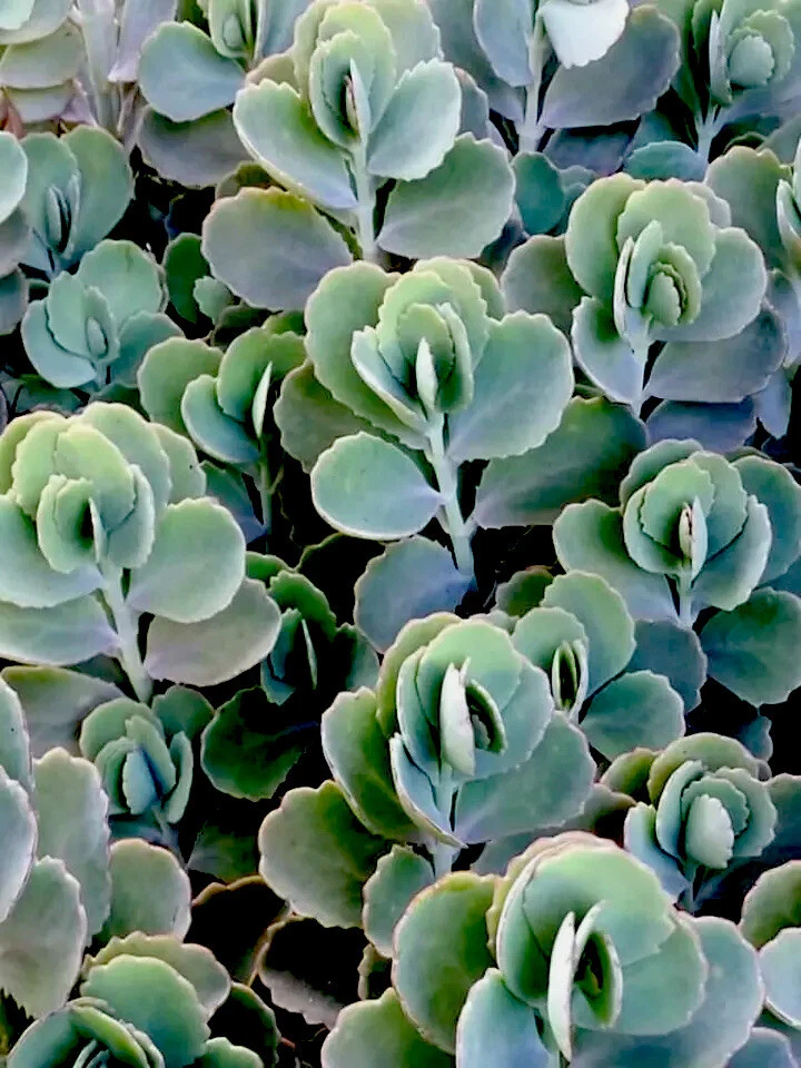 Lavender Scallops Kalanchoe Plants – 3 Rooted Succulents, 6+ Inches, Kalanchoe fedtschenkoi, Indoor & Outdoor Care
