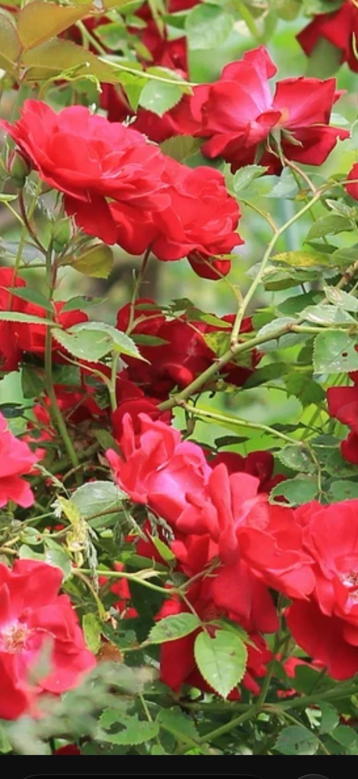 Red Double Knock Out Rose Cuttings – 3 Live 6-8 Inch Rooting Propagation Shrubs Rosa ‘Radtko’