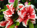 Mardi Gras Azalea Starter Plant, Deciduous Rhododendron, Red and White Bicolor Flowers, Live Rooted Shrub