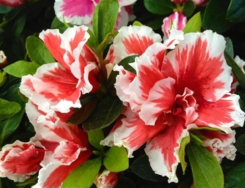 Mardi Gras Azalea Starter Plant, Deciduous Rhododendron, Red and White Bicolor Flowers, Live Rooted Shrub