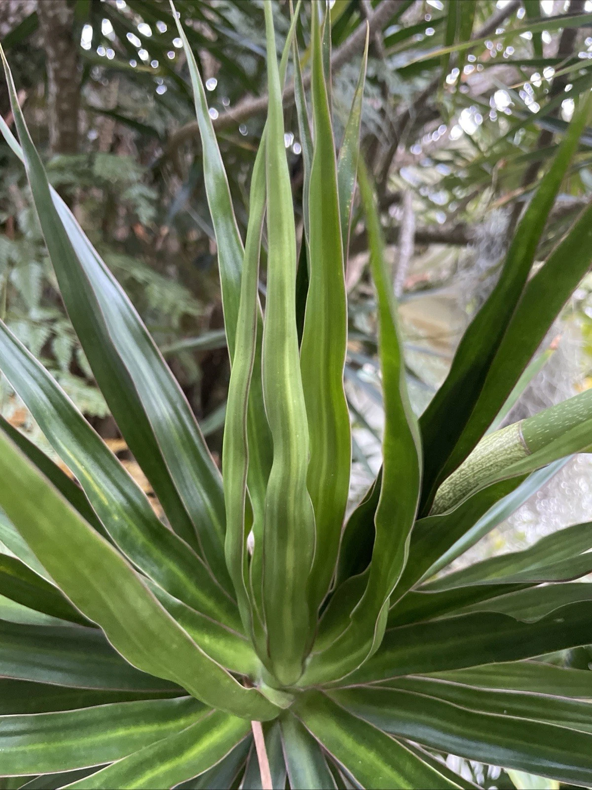 Unrooted Dragon Tree Cuttings – 5 Live Dracaena Marginata Propagation Plants for Indoor Houseplant