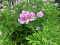 Lemon Scented Geranium Cuttings – 3 Pelargonium citronellum Unrooted Propagation Plants with Pink Flowers