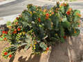 Opuntia Orange Jubilee Prickly Pear Cactus Pad Cutting Unrooted Live Segment for Propagation