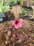 Cranberry Hibiscus Cuttings – Hibiscus acetosella Live Plant Propagation for Garden, Container, Landscape