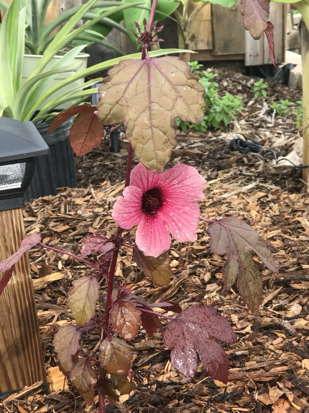 Cranberry Hibiscus Cuttings – Hibiscus acetosella Live Plant Propagation for Garden, Container, Landscape