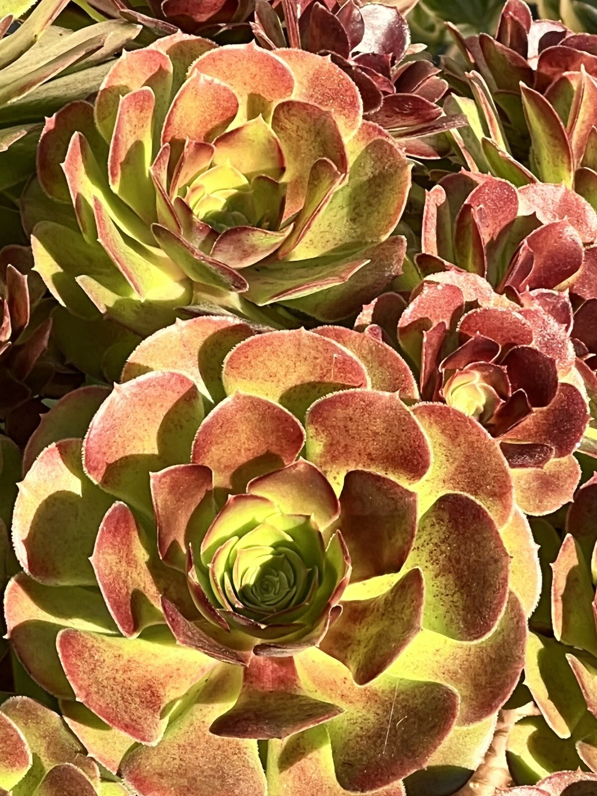 Aeonium Plum Purdy Succulent Cutting - Unrooted Live Rosette for Propagation