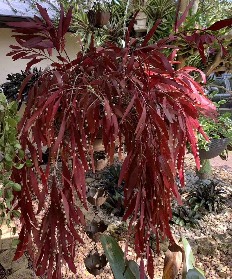 Rhipsalis ramulosa Red Cuttings – 6 Unrooted Mistletoe Cactus Propagation Cuttings for Indoor Hanging Plants