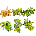 Succulent Clippings Set of 12 Unrooted Live 2 Inch Assorted Succulents for Propagation