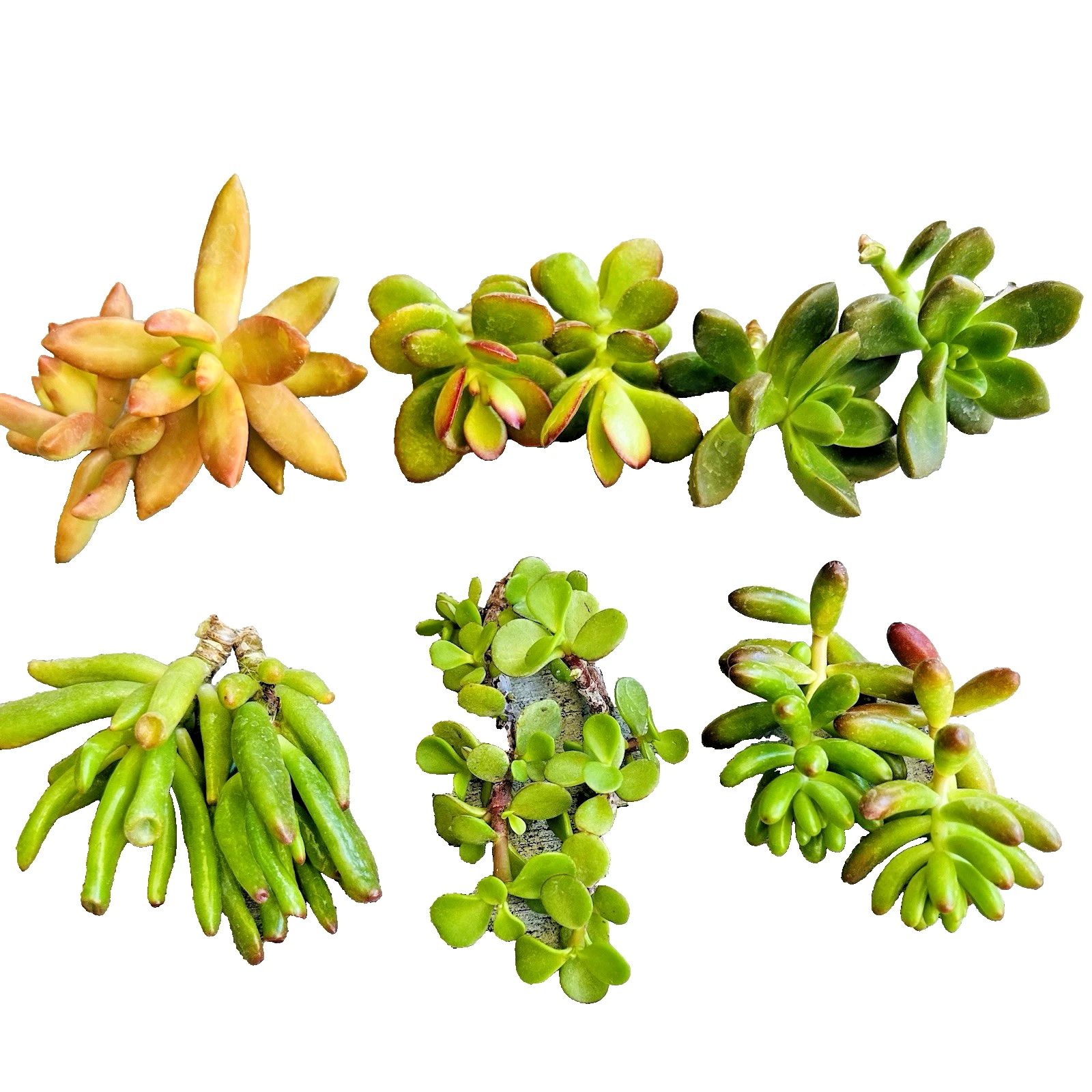 Succulent Clippings Set of 12 Unrooted Live 2 Inch Assorted Succulents for Propagation
