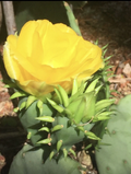 Prickly Pear Cactus Pad Cutting Live Opuntia with Yellow Flowers and Red Fruit