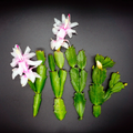White Thanksgiving Cactus Cuttings – 4 Unrooted Schlumbergera truncata Segments for Indoor Propagation