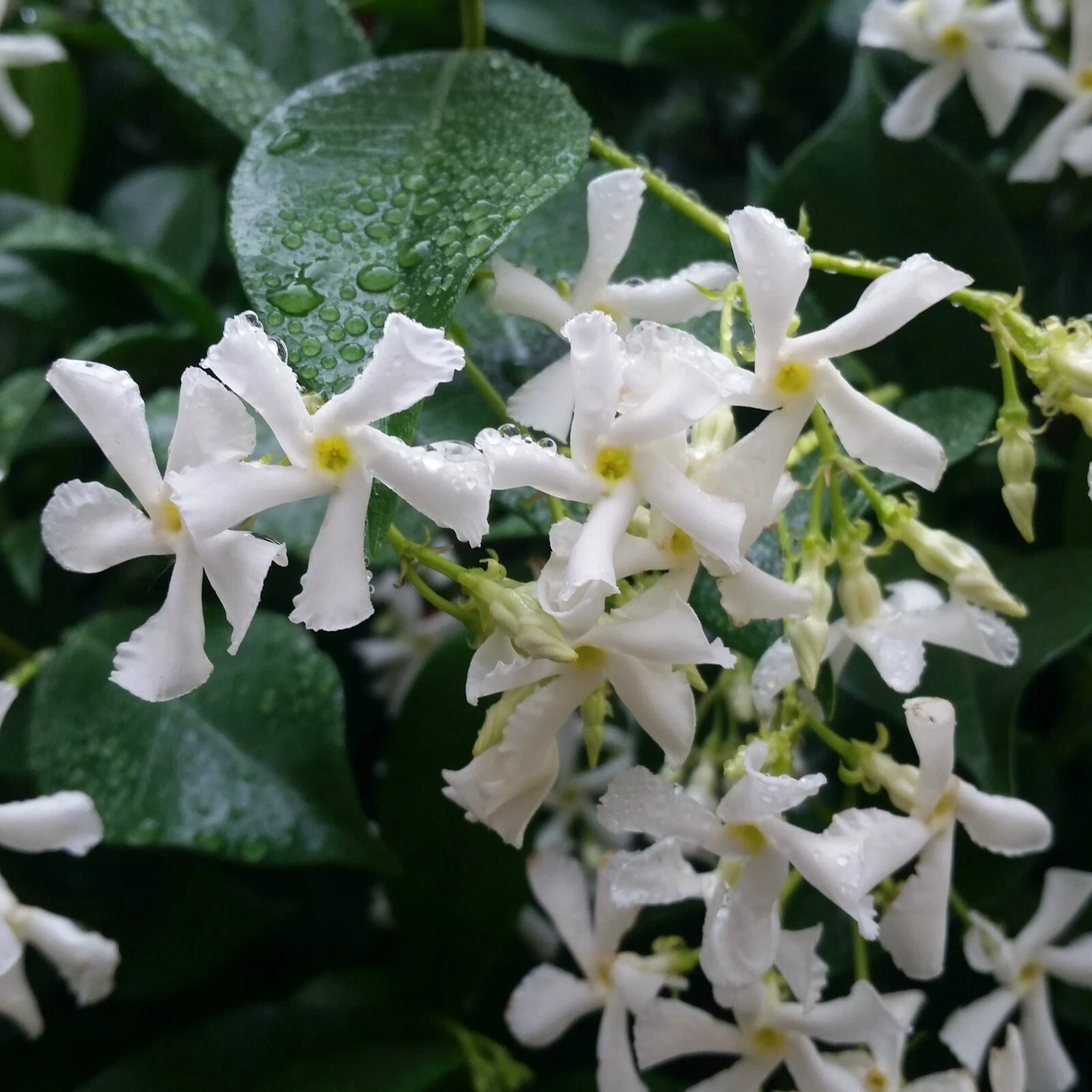 Confederate Star Jasmine Starter Plant – Rooted Trachelospermum Jasminoides Vine for Garden or Container