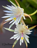 Epiphyllum hookeri Orchid Cactus Cuttings – 2 Unrooted 8-10 Inch Night Blooming Cactus Propagation Cuttings