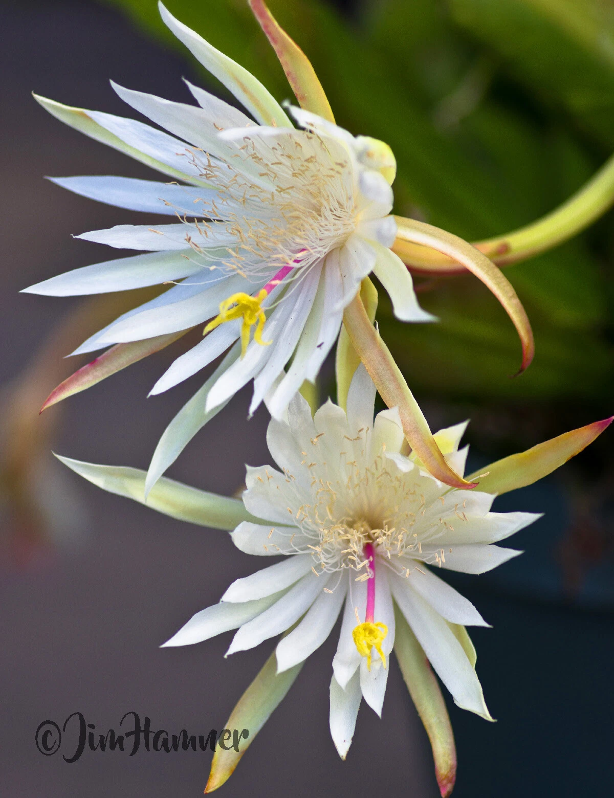 Epiphyllum hookeri Orchid Cactus Cuttings – 2 Unrooted 8-10 Inch Night Blooming Cactus Propagation Cuttings