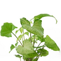 Arrowhead Plant Variety Pack - 2 Live Rooted Syngonium Houseplants