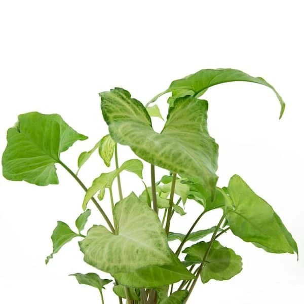 Arrowhead Plant Variety Pack - 2 Live Rooted Syngonium Houseplants