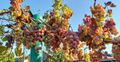 Unrooted Strawberry Grape Vine Cuttings – Vitis labrusca for Propagation, Garden Vines, Trellises