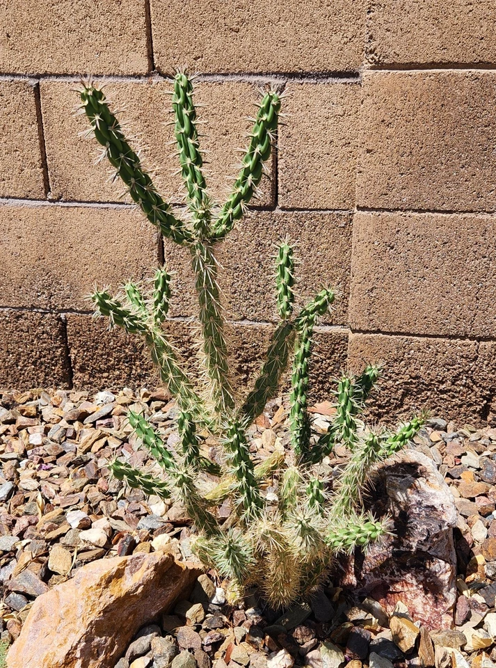 Tree Cholla Cactus Cutting – Cylindropuntia imbricata Live Unrooted Stem Segment for Desert Landscaping and Cactus Propagation