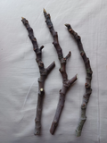Fig Tree Cuttings – 3 Live Unrooted Red-Fruit Ficus carica Propagation Plant Cuttings