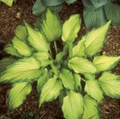 Hosta Emerald Ruff Live Plant - Small Potted Perennial in 2.5 Inch Pot, Shade Garden Foliage, Green with Ruffled Edges