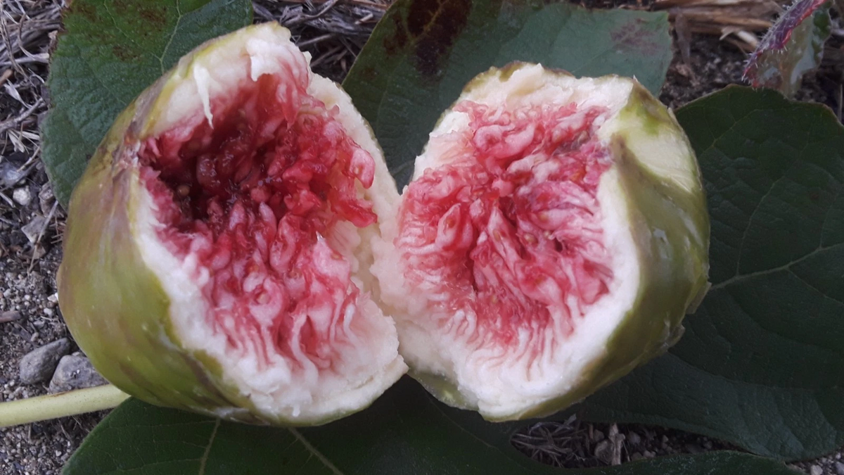 White Adriatic Fig Tree Cuttings – 5 Fresh Unrooted Ficus carica Scions for Outdoor Propagation