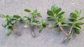 Jade Plant Cuttings – 6 Unrooted Crassula Ovata Succulent Propagation Stems for Indoor & Outdoor Gardening