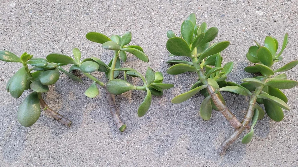 Jade Plant Cuttings – 6 Unrooted Crassula Ovata Succulent Propagation Stems for Indoor & Outdoor Gardening