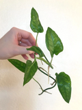 Epipremnum Skeleton Key Cutting with 5+ Nodes for Propagation, Tropical Climbing Vine Houseplant, Vivarium Terrarium Plant