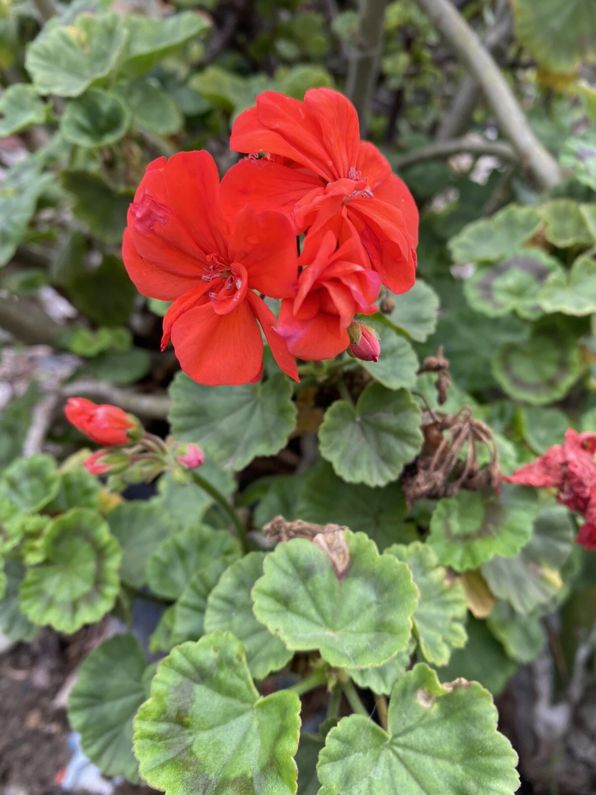 Orange Geranium Cuttings – 5 Unrooted Pelargonium Stems for Pots, Garden Beds & Borders, Scented Flowering Variety