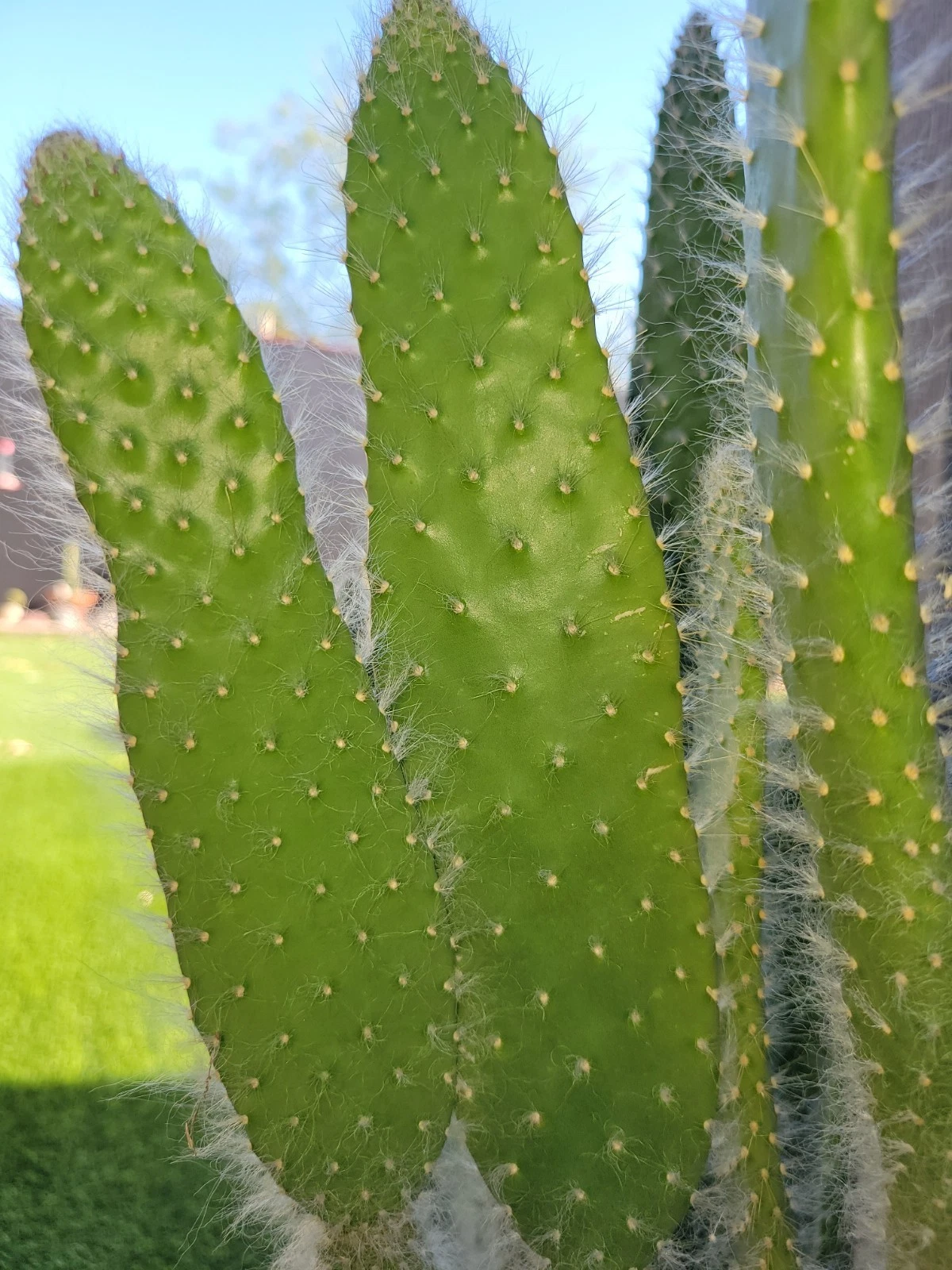 Opuntia Snow White Prickly Pear Cactus Cutting Live Unrooted Pad for Propagation, Ornamental Cactus, Opuntia spp.