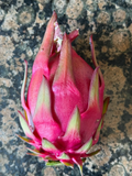 Trish Red Australian Dragon Fruit Cutting – 8–10 Inch Unrooted Hylocereus Cactus Vine