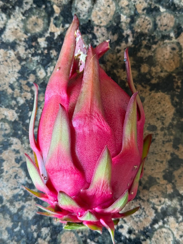 Trish Red Australian Dragon Fruit Cutting – 8–10 Inch Unrooted Hylocereus Cactus Vine