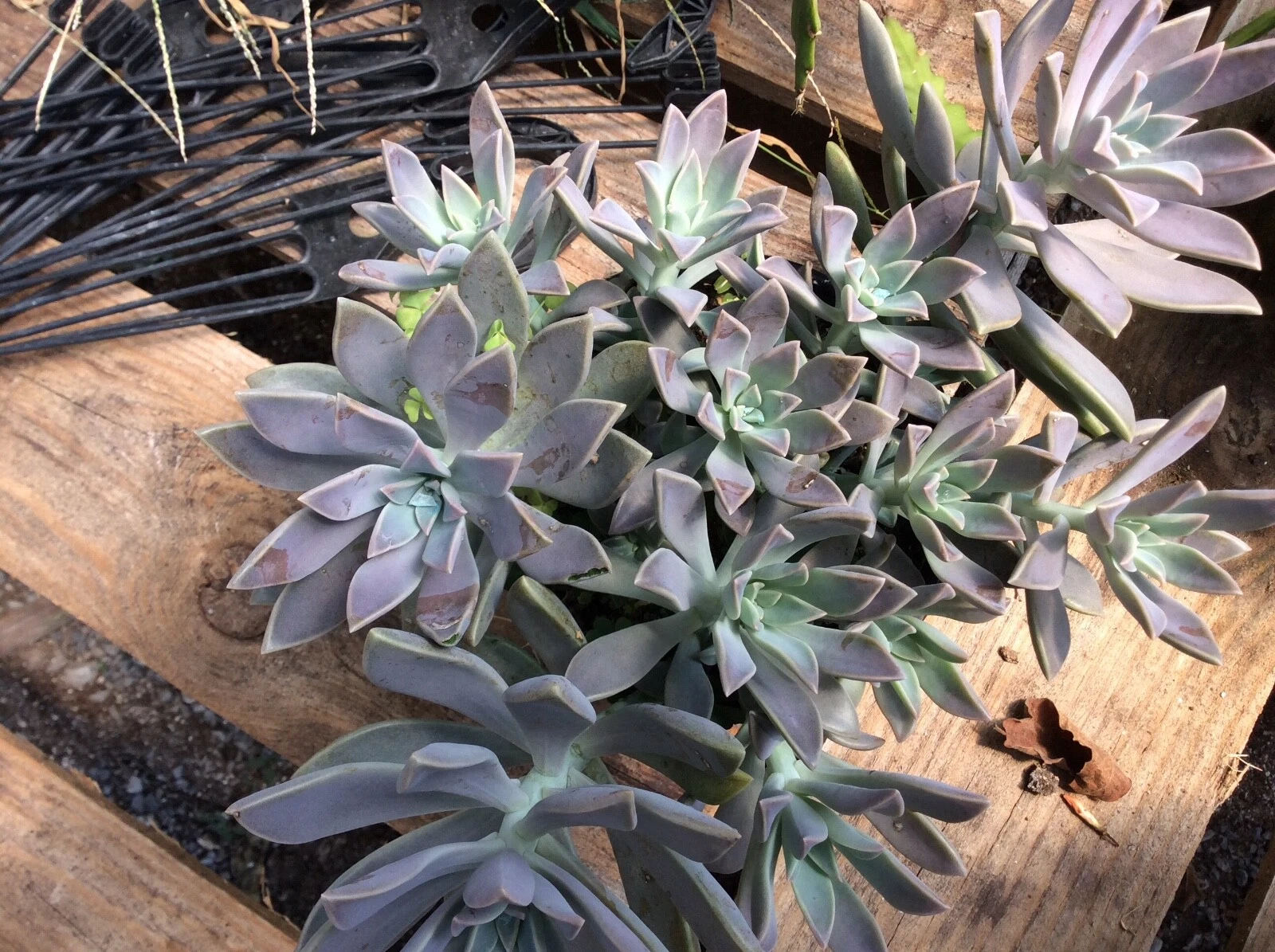Echeveria Ghost Plant Succulent Cuttings – 2 Live Echeveria lilacina Rosettes 2-4 Inch