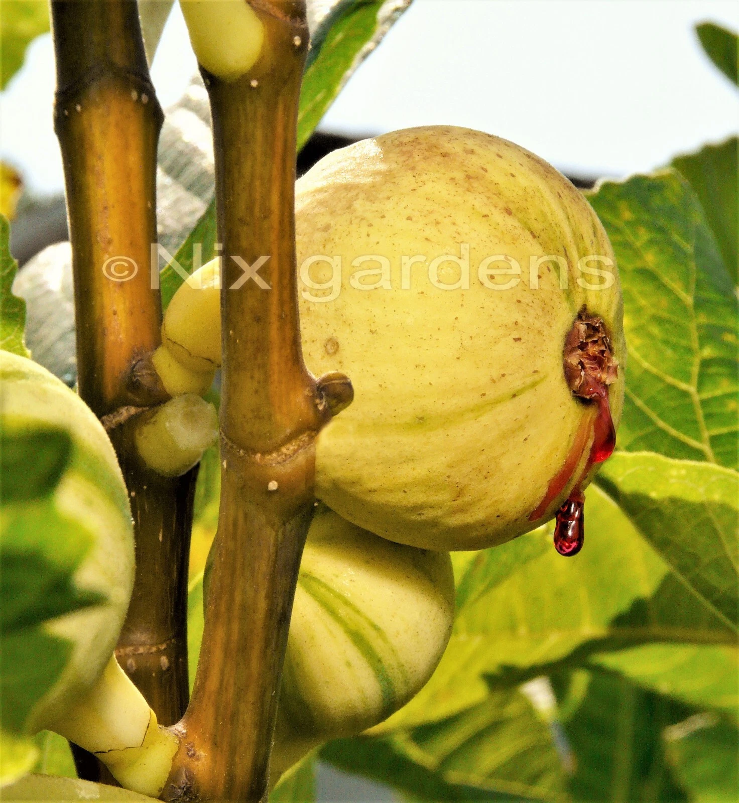 Panaché Tiger Fig Cuttings – Unrooted Variegated Ficus Carica ‘Panaché’ for Propagation, Deciduous Fruit Tree, Garden or Container