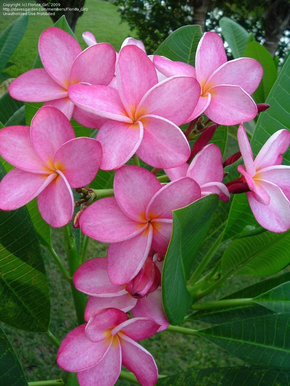 Plumeria ‘Miami Rose’ Cutting – Live Frangipani Plant Propagation, Tropical Ornamental, 12 Inch Unrooted Planting Material