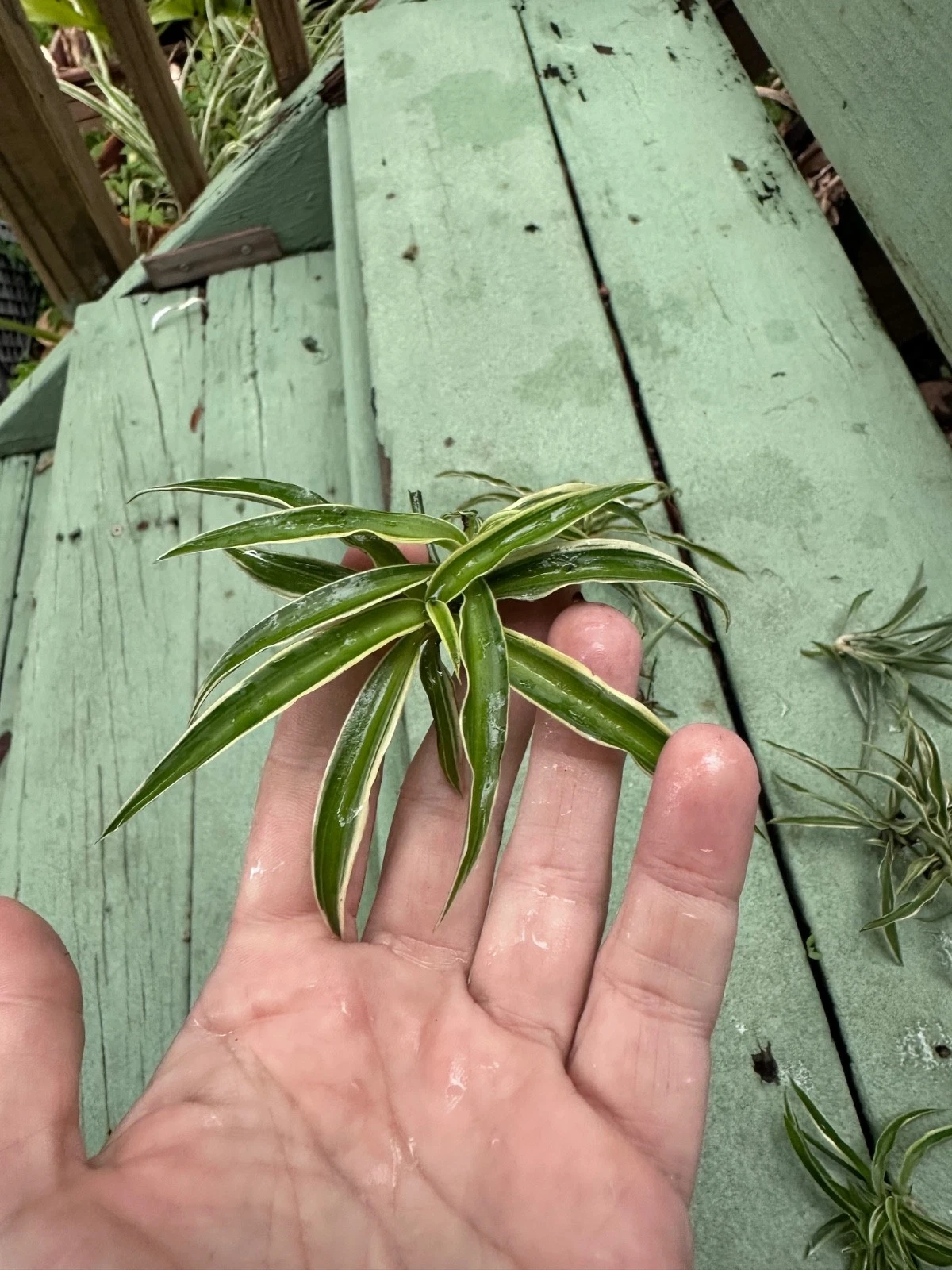 Reverse Variegated Spider Plant Cuttings - Chlorophytum comosum Indoor Houseplant