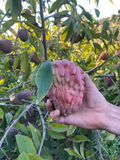 Red Geffner Atemoya Scion Cuttings – 8 Inch Dormant Grafting Propagation Fruit Tree Annona × atemoya