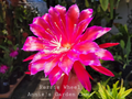 Epiphyllum ‘Ferris Wheel’ Unrooted Cuttings – Orchid Cactus Live Plant, 8–10 Inch Propagation Starter