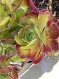 Succulent Cuttings – 4–6 Inch Hybrid Aeonium ‘Blushing Beauty’ Rosette Stem Unrooted Planting Material