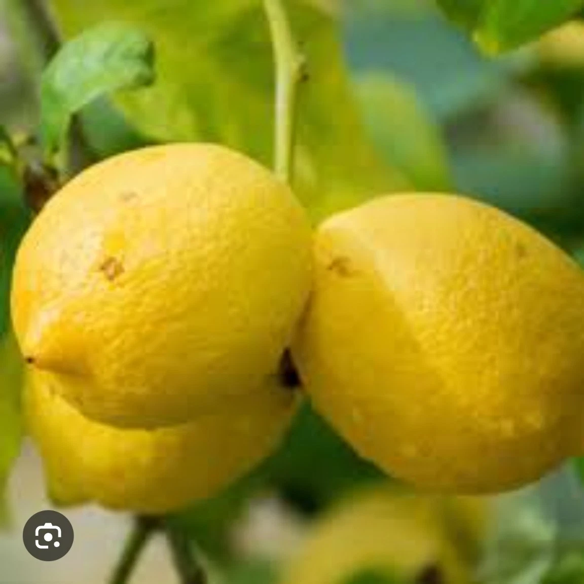 Italian Lemon Citrus Limon Live Cutting 6-8 Inches for Rooting or Grafting, Citrus limon Propagation Plant