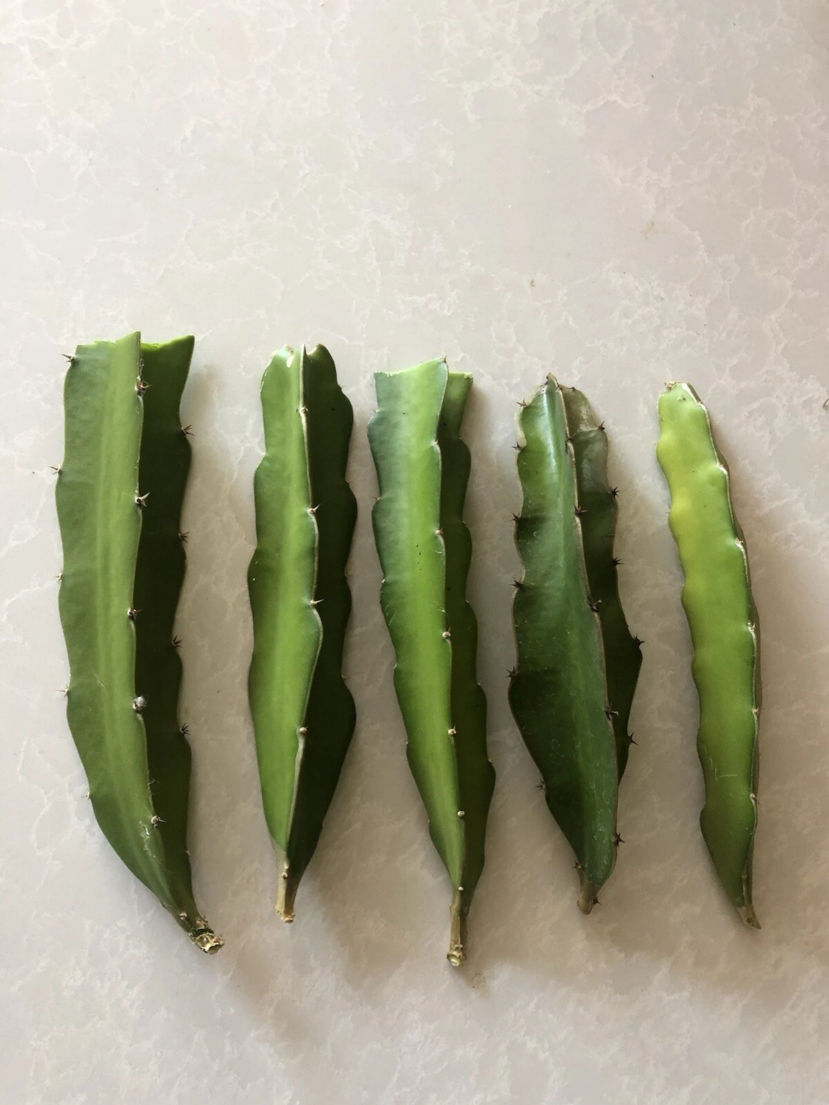Red Dragon Fruit Cuttings – 5 Pink Skin Hylocereus Unrooted Cactus for Planting, Climbing Vine, Perennial, Support System