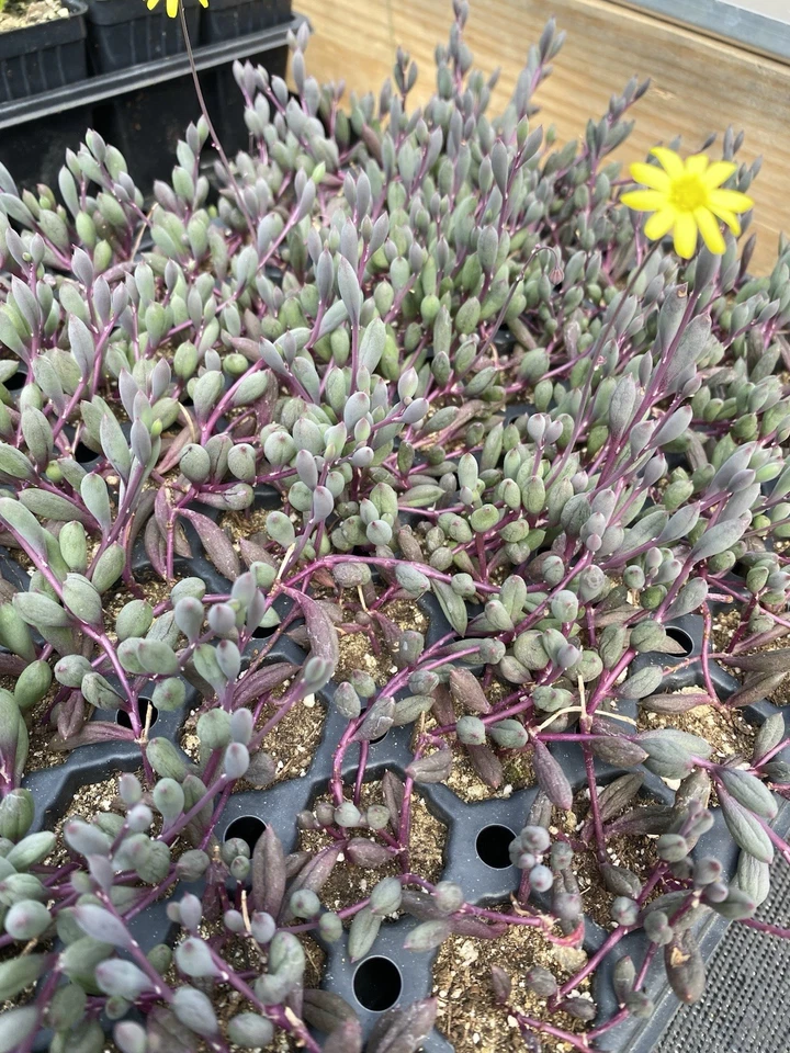 Live Ruby Necklace Succulent Plug | Trailing Othonna Capensis Houseplant | Red & Green Foliage