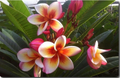 Rare Plumeria Fireblast Unrooted Cutting - Tropical Frangipani Cultivar, Multicolor Flowers, Plumeria rubra