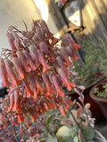Kalanchoe Marnieriana Cuttings 6 Pieces Unrooted Succulent Propagation Plants for Indoor Outdoor Containers