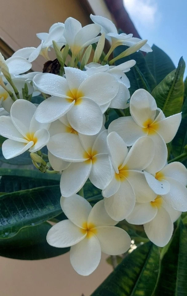 Hawaiian White Plumeria Rooted Top Cut - 8 Inch Frangipani Live Plant for Container & Outdoor Growing