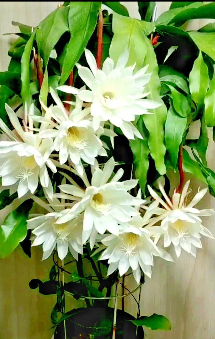 Night Blooming Cereus Cuttings Live, Epiphyllum oxypetalum, Cactus Orchid, 8-10 Inch Unrooted Propagation Plants